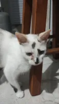 Gato raça Exótico idade Abaixo de 2 meses nome Sem nome
