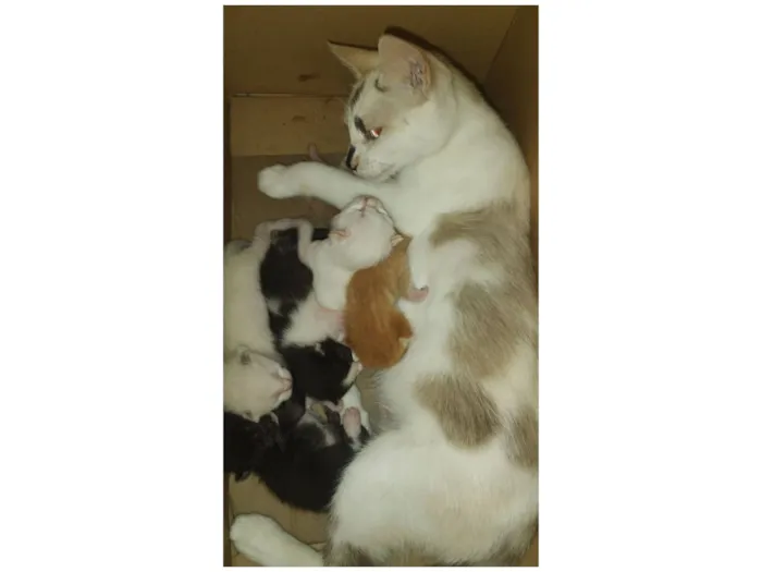 Gato raça Exótico idade Abaixo de 2 meses nome Sem nome