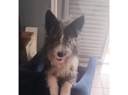 Cachorro raça SRD-ViraLata idade 2 a 6 meses nome Miguel 