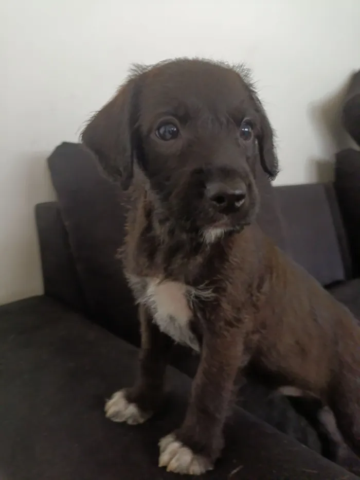Cachorro raça SRD-ViraLata idade Abaixo de 2 meses nome Sem nome