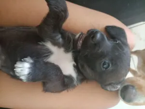 Cachorro raça SRD-ViraLata idade Abaixo de 2 meses nome Sem nome