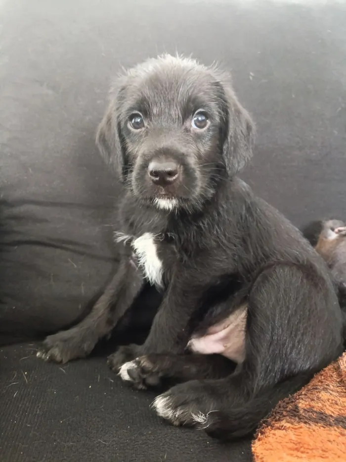 Cachorro raça SRD-ViraLata idade Abaixo de 2 meses nome Sem nome