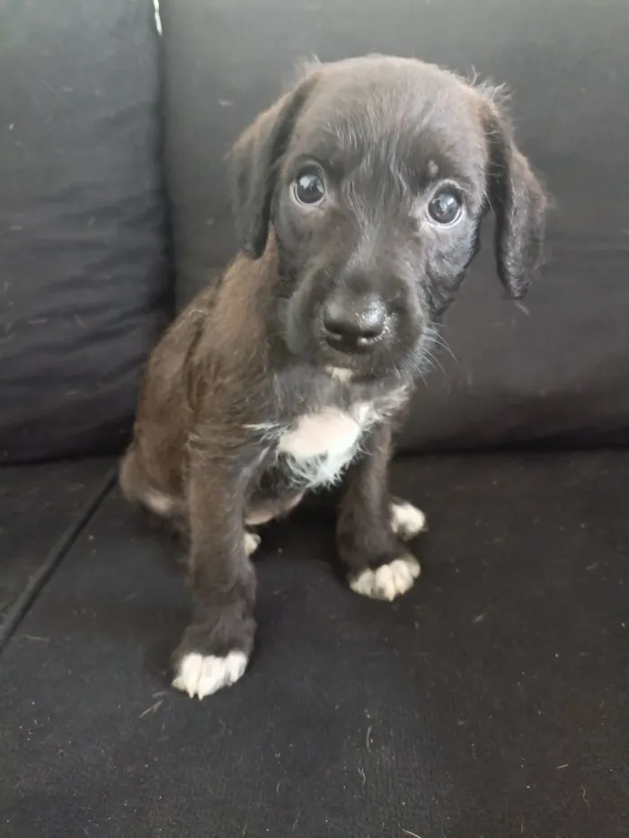 Cachorro raça SRD-ViraLata idade Abaixo de 2 meses nome Sem nome