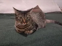 Gato raça Exótico idade 1 ano nome Gaia