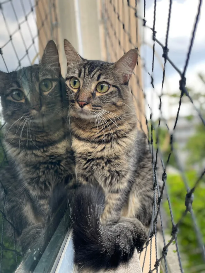 Gato raça Exótico idade 1 ano nome Gaia