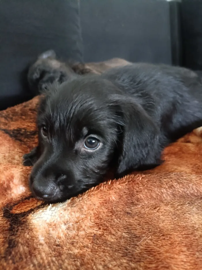 Cachorro raça SRD-ViraLata idade Abaixo de 2 meses nome Sem nome