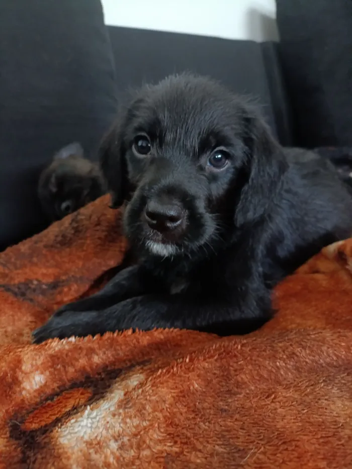 Cachorro raça SRD-ViraLata idade Abaixo de 2 meses nome Sem nome