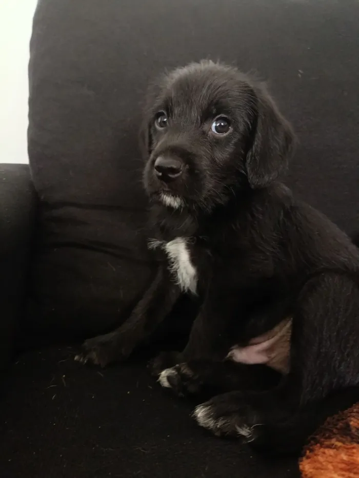 Cachorro raça SRD-ViraLata idade Abaixo de 2 meses nome Sem nome