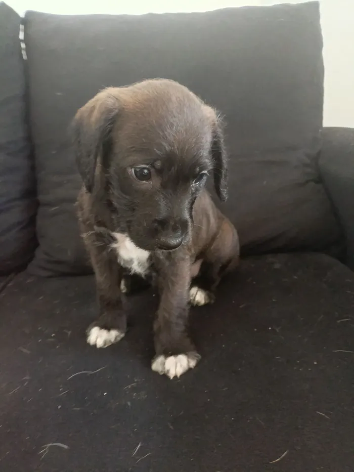 Cachorro raça SRD-ViraLata idade Abaixo de 2 meses nome Sem nome