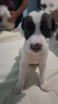 Cachorro raça Pit-Bull idade Abaixo de 2 meses nome Sienna