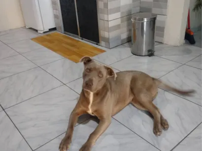 Cachorro raça Pit-Bull idade 1 ano nome Viola