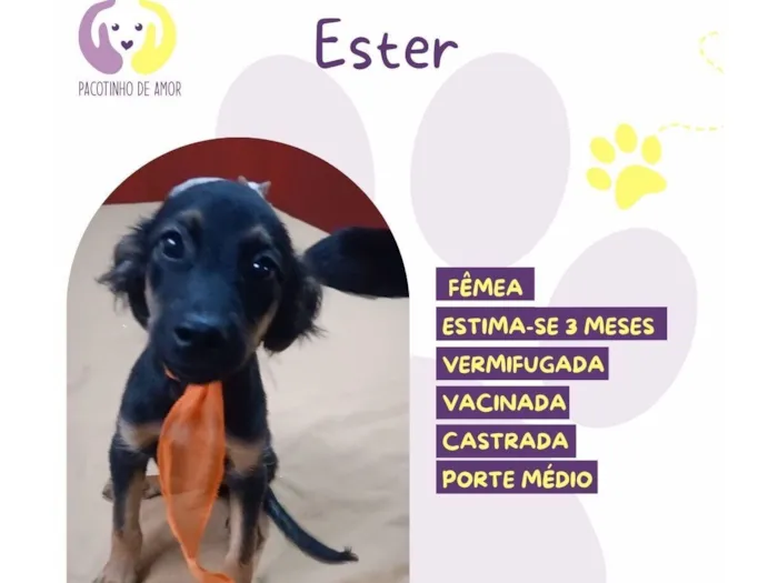 Cachorro raça SRD-ViraLata idade 2 a 6 meses nome Ester 