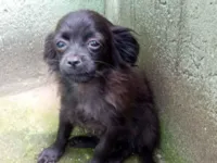 Cachorro raça SRD-ViraLata idade 2 a 6 meses nome A denifinir