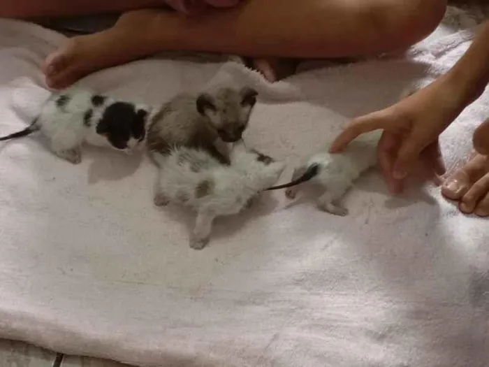 Gato raça SRD-ViraLata idade Abaixo de 2 meses nome Gatos abandonados 