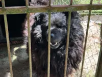 Cachorro raça Chow Chow idade 4 anos nome Chow Chow com Vira Lata