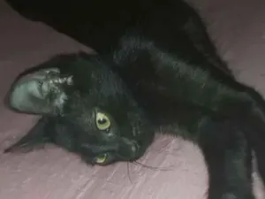 Gato raça SRD-ViraLata idade 2 a 6 meses nome Yoru