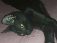 Gato raça SRD-ViraLata idade 2 a 6 meses nome Yoru