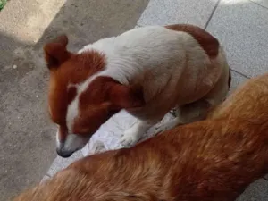Cachorro raça SRD-ViraLata idade 2 a 6 meses nome 4199985471