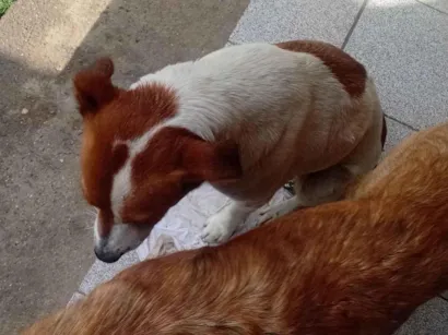 Cachorro raça SRD-ViraLata idade 2 a 6 meses nome 4199985471