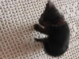 Gato raça SRD-ViraLata idade 2 a 6 meses nome Pretinho 