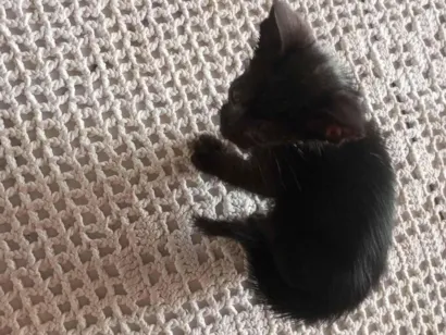 Gato raça SRD-ViraLata idade 2 a 6 meses nome Pretinho 