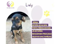 Cachorro raça SRD-ViraLata idade 2 a 6 meses nome Luly 
