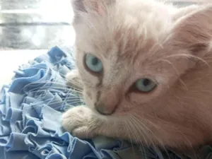 Gato raça Siamês idade 2 a 6 meses nome Bolinha 