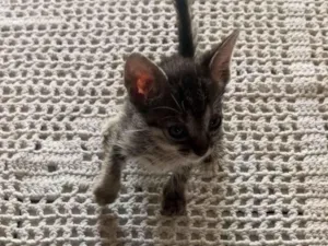 Gato raça SRD-ViraLata idade 2 a 6 meses nome Rajadinho 