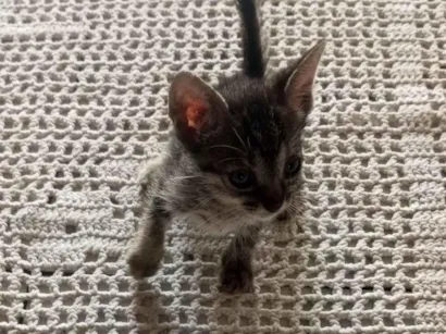 Gato raça SRD-ViraLata idade 2 a 6 meses nome Rajadinho 