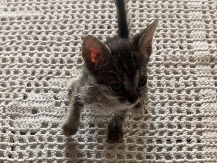 Gato raça SRD-ViraLata idade 2 a 6 meses nome Rajadinho 