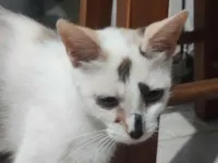 Gato raça Exótico idade Abaixo de 2 meses nome Sem nome