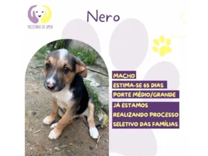 Cachorro raça SRD-ViraLata idade 2 a 6 meses nome Nero