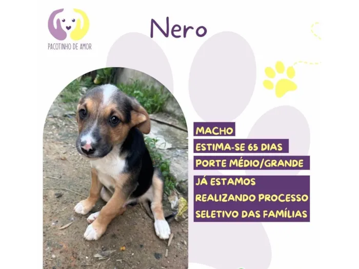 Cachorro raça SRD-ViraLata idade 2 a 6 meses nome Nero