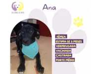 Cachorro raça SRD-ViraLata idade 2 a 6 meses nome Ana