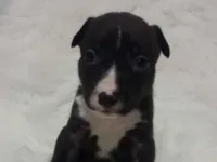 Cachorro raça SRD-ViraLata idade Abaixo de 2 meses nome Filhotes 
