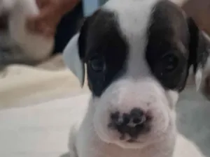 Cachorro raça Pit-Bull idade Abaixo de 2 meses nome Sienna