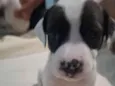 Cachorro raça Pit-Bull idade Abaixo de 2 meses nome Sienna