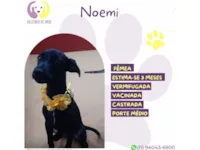 Cachorro raça SRD-ViraLata idade 2 a 6 meses nome Noemi