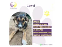 Cachorro raça SRD-ViraLata idade 2 a 6 meses nome Lord 
