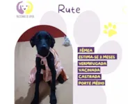Cachorro raça SRD-ViraLata idade 2 a 6 meses nome Rute