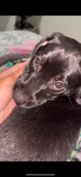 Cachorro raça SRD-ViraLata idade 2 a 6 meses nome Bibi 