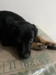 Cachorro raça SRD-ViraLata idade 2 a 6 meses nome Bibi