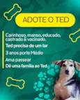 Cachorro raça SRD-ViraLata idade 3 anos nome Ted