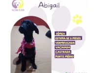 Cachorro raça SRD-ViraLata idade 2 a 6 meses nome Abigail