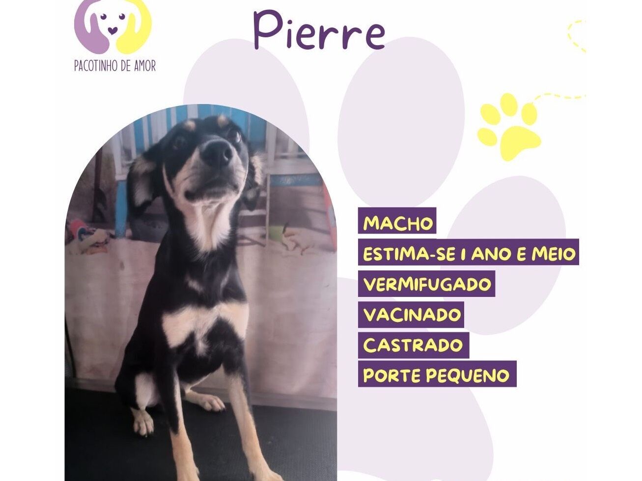 Cachorro raça SRD-ViraLata idade 1 ano nome Pierri