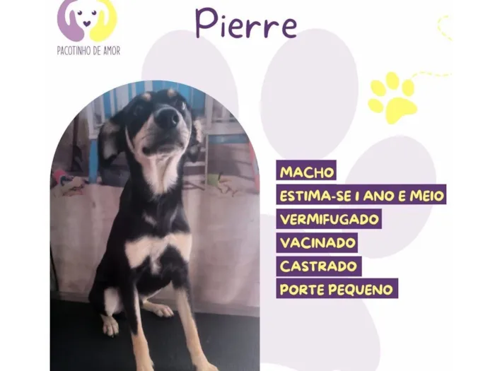 Cachorro raça SRD-ViraLata idade 1 ano nome Pierri