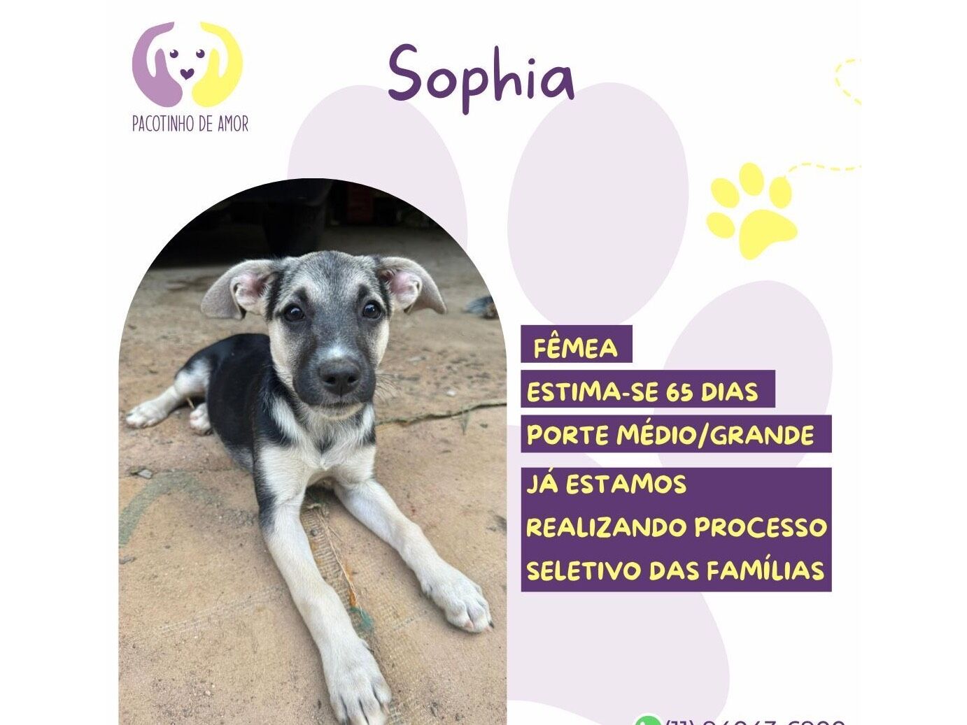 Cachorro raça SRD-ViraLata idade 2 a 6 meses nome Sophia