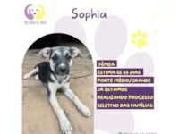 Cachorro raça SRD-ViraLata idade 2 a 6 meses nome Sophia