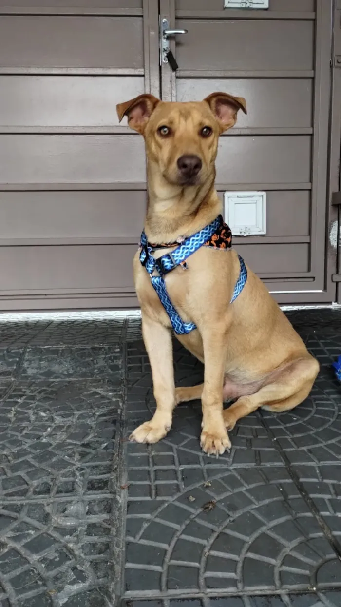 Cachorro raça SRD-ViraLata idade 1 ano nome Spike 