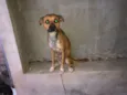 Cachorro raça SRD-ViraLata idade 5 anos nome Tobe e Pantera 